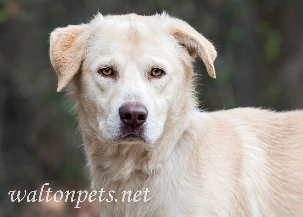 Golden Retriever and Shepherd mix breed dog outside Picture