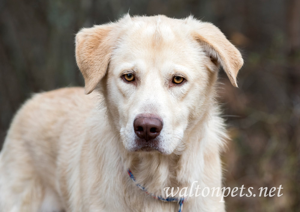 Golden Retriever and Shepherd mix breed dog outside Picture