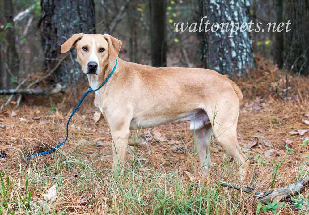 Tan Collie and Hound mixed breed dog outside on leash Picture