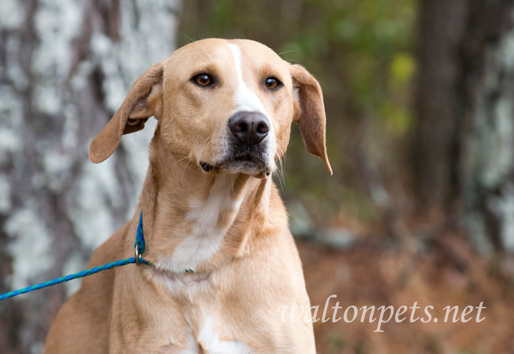 Collie and Hound mixed breed dog outside on leash Picture