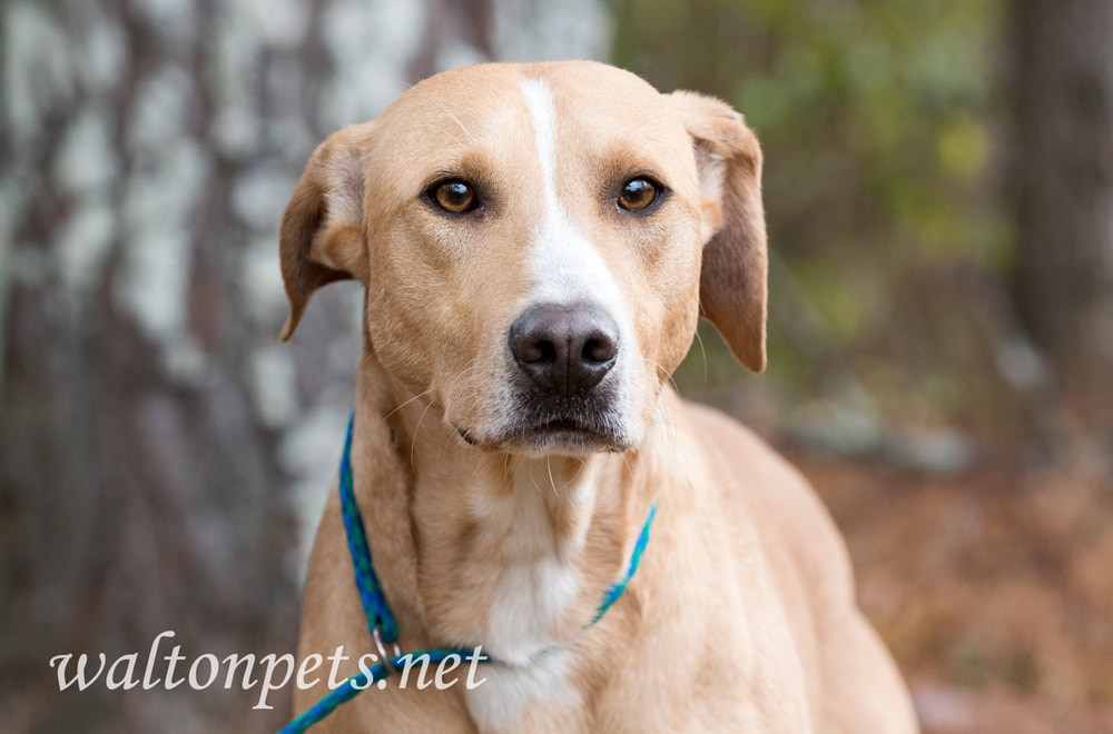 Tan Collie and Hound mixed breed dog outside on leash Picture