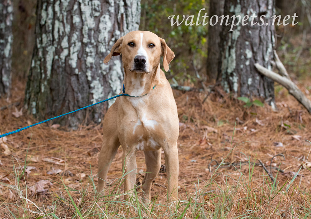 Tan Collie and Hound mixed breed dog outside on leash Picture