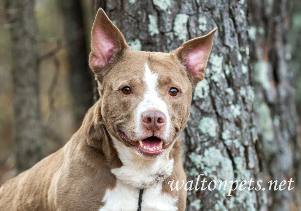 Happy older neutered male Pitbull Terrier mix breed dog Picture