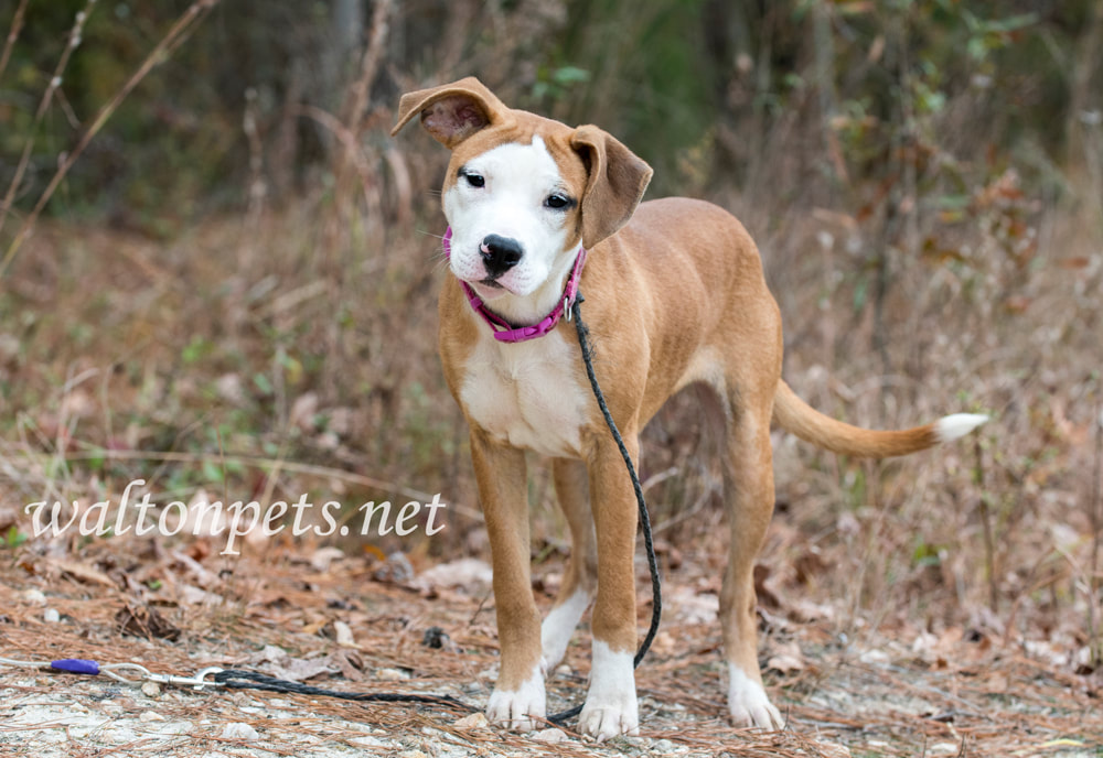 Cute puppy outside on leash wagging tail Picture