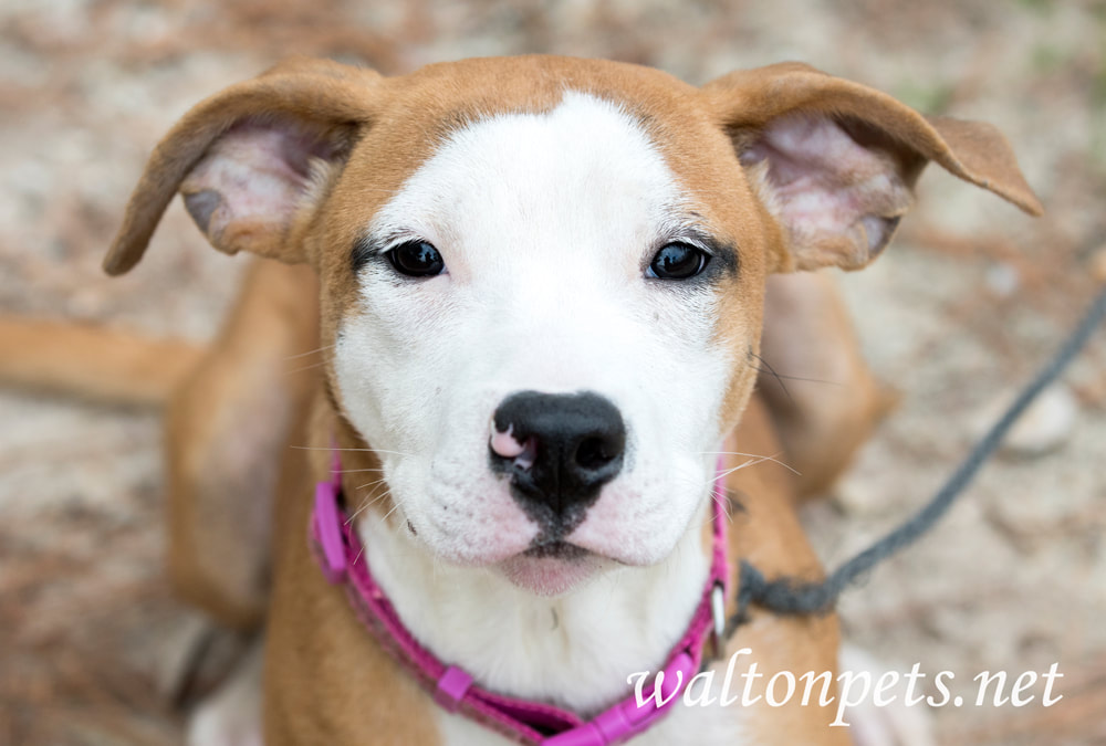 Cute puppy outside on leash wagging tail Picture