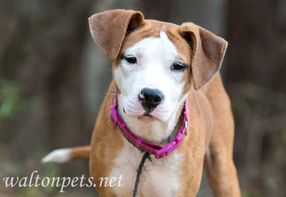 Cute puppy outside on leash wagging tail Picture