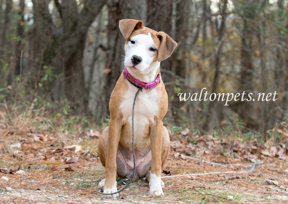 Cute puppy outside on leash wagging tail Picture