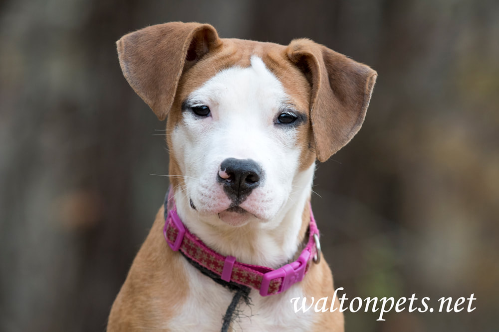 Cute puppy outside on leash wagging tail Picture