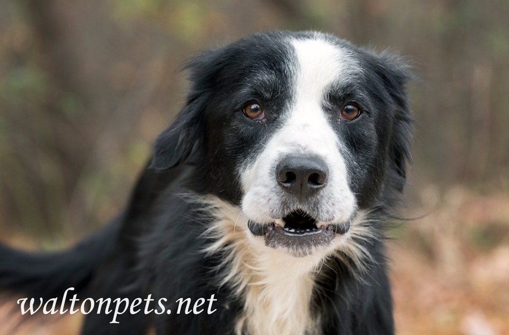 Sad senior black and white male Border Collie mix breed dog outside on leash Picture