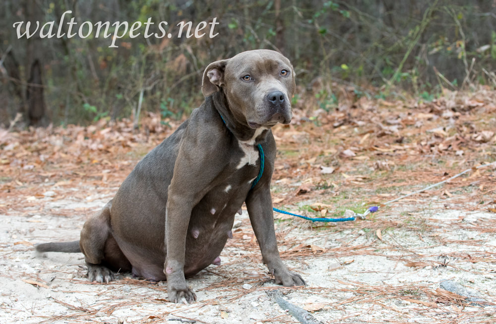 Pregnant Pitbull Dog Picture