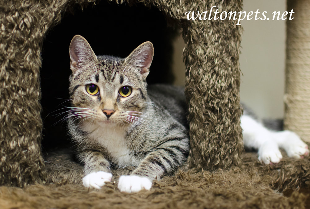 Cute tabby kitten lying in a kitty condo Picture