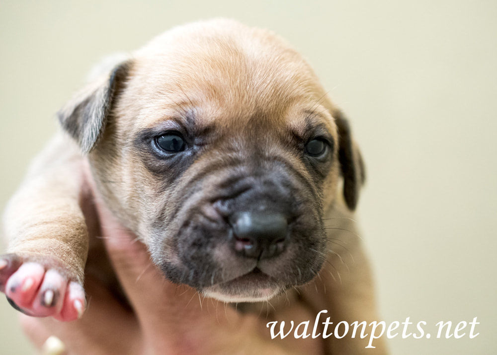 Newborn Puppy Picture