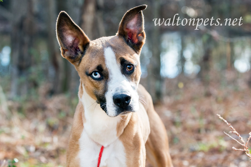 Basenji Husky Mix Dog Picture