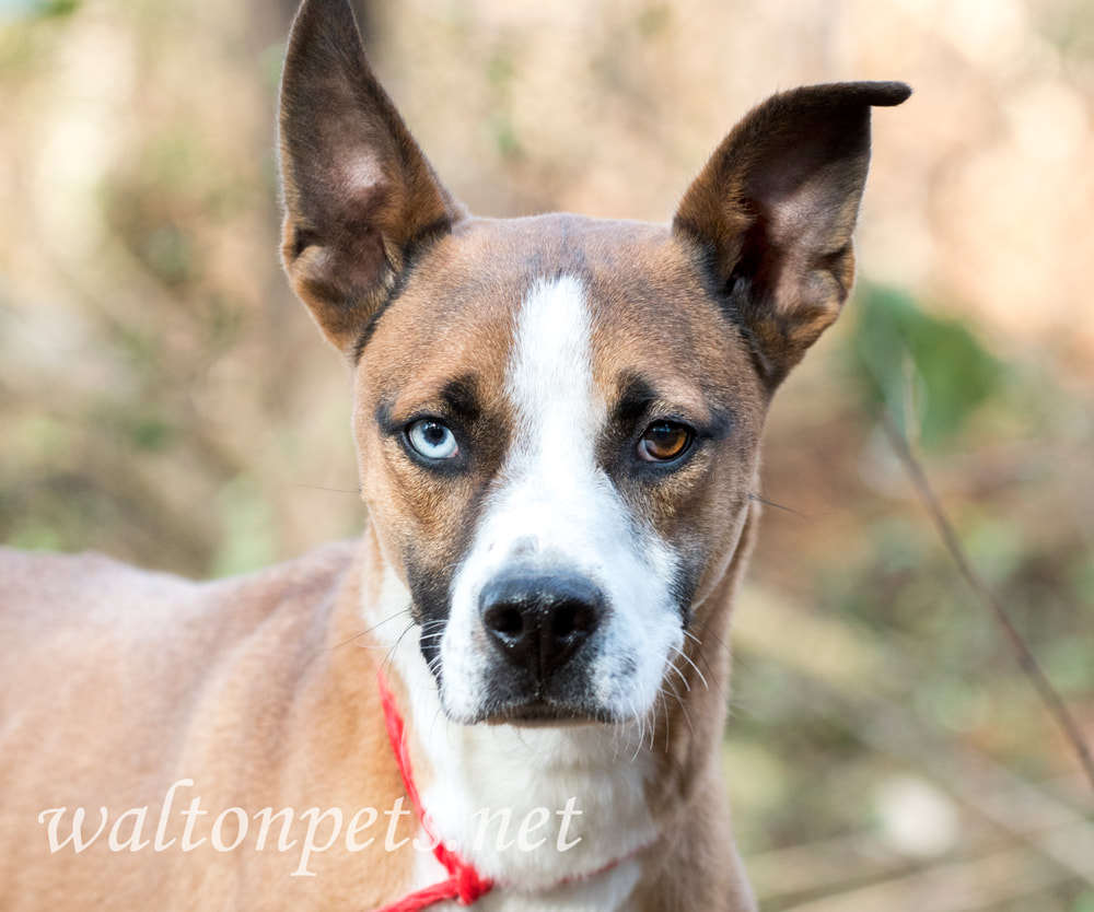 Cute Basenji Husky mix puppy dog head tilt and one blue eye Picture