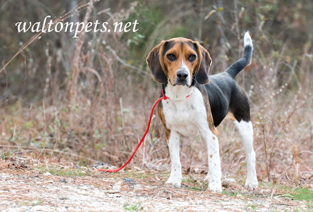 Beagle Rabbit Dog Picture