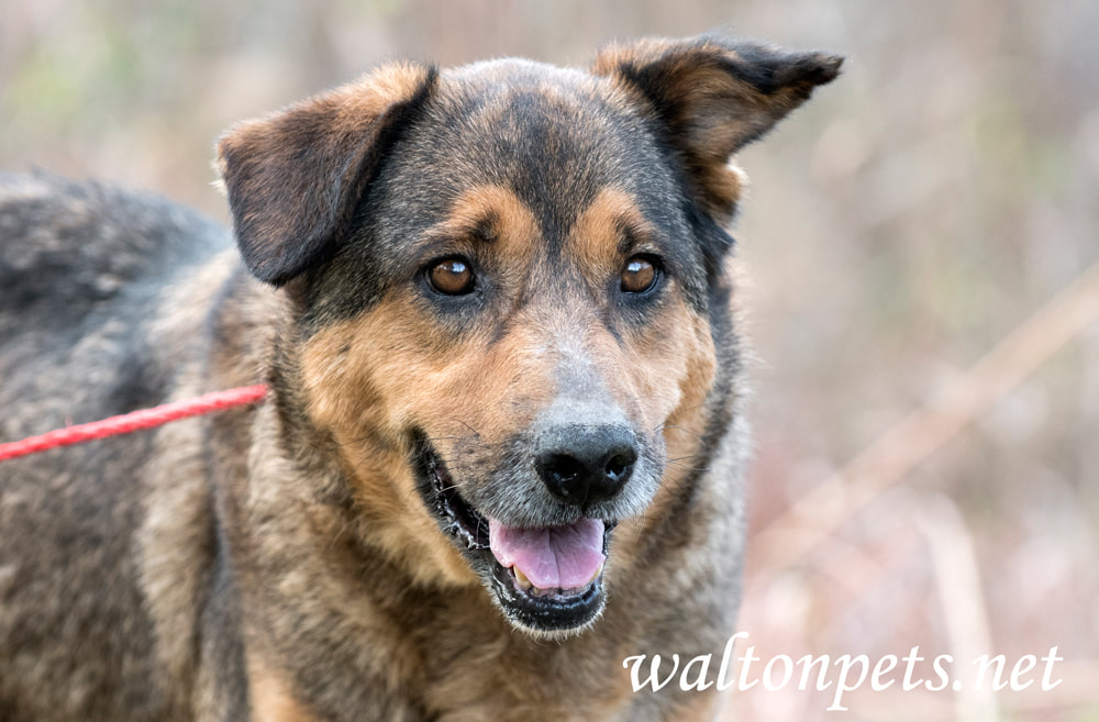 Senior Collie Dog Picture