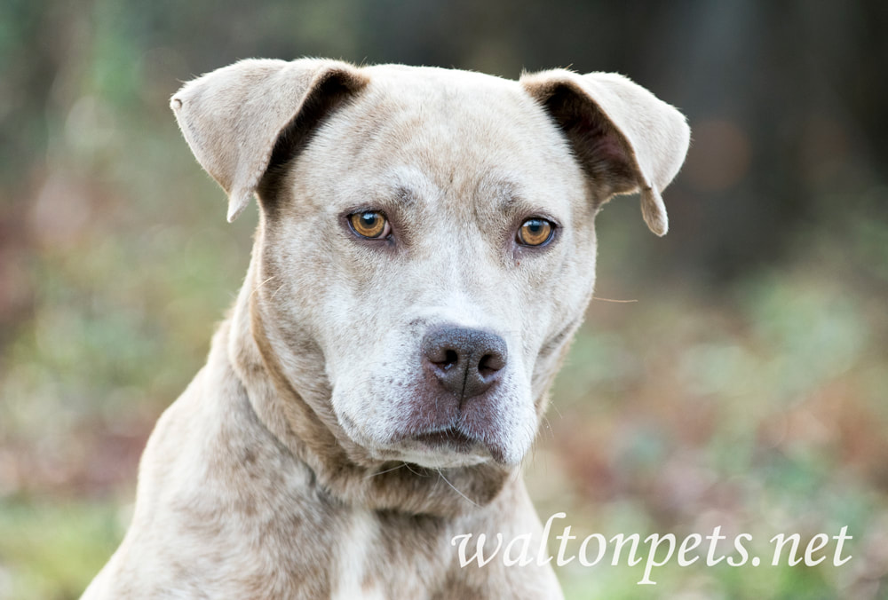 Pitbull Dog Picture