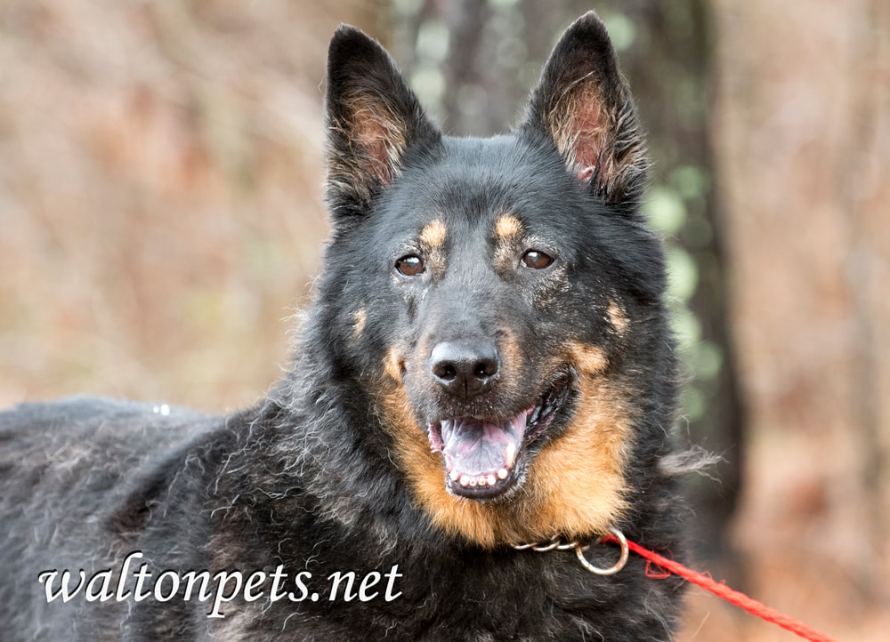 Senior German Shepherd Picture