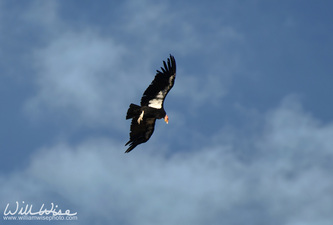 Grand Canyon California Condor