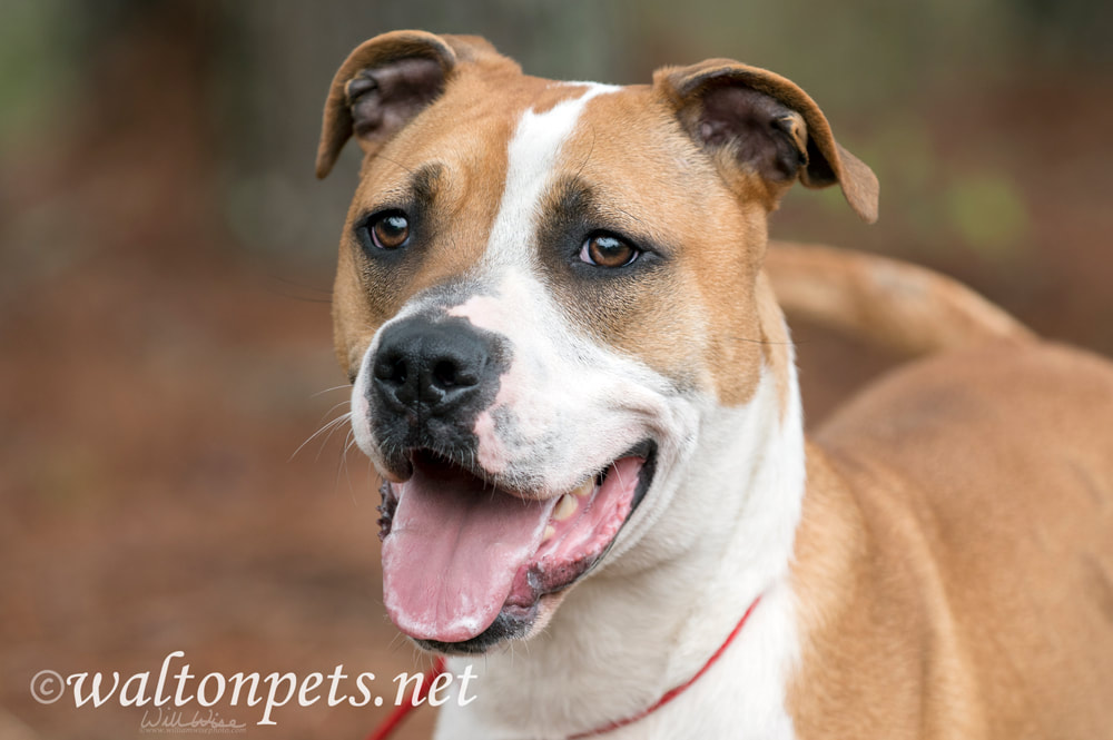 Happy Young Boxer Mix Dog Picture