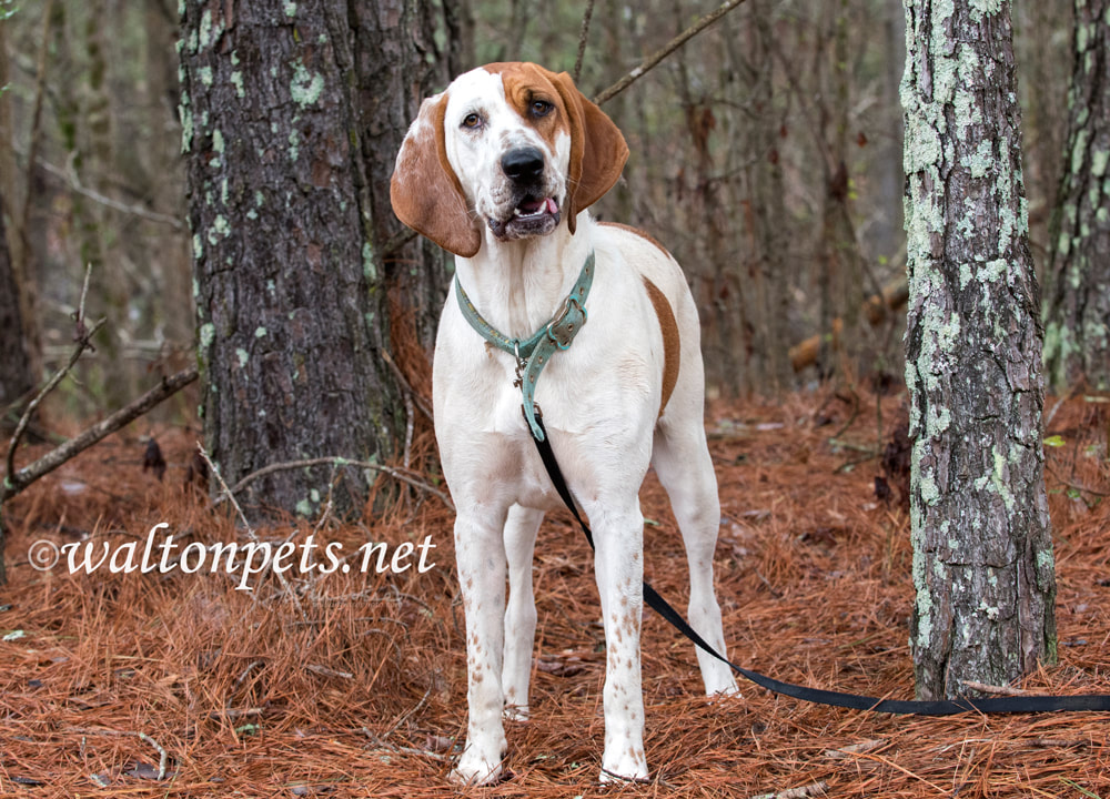 Big beautiful female Coonhound dog with floppy ears and wagging tail Picture