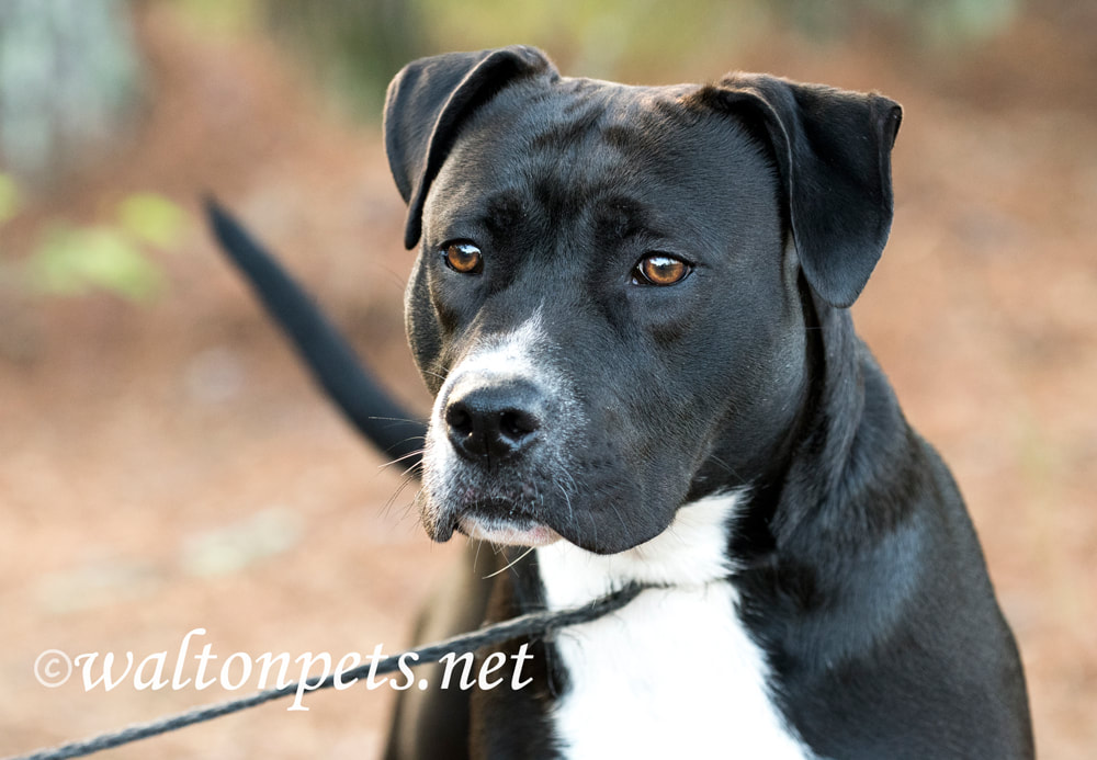 Black and White Pitbull Mastiff mixed breed dog wagging tail Picture