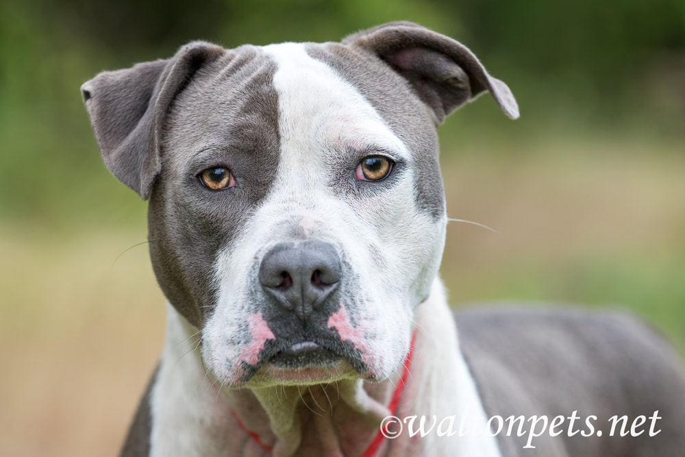Happy Blue Nose American Pitbull Terrier dog outside on leash Picture