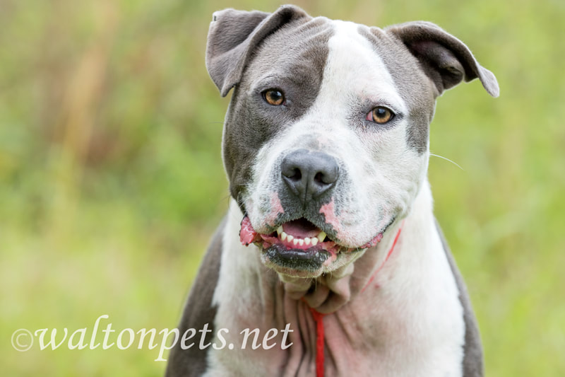 Happy Blue White Pitbull Dog Picture