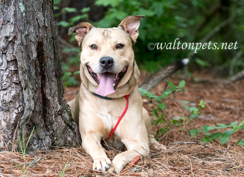 Shepherd Pitbull mutt dog laying down outside on leash Picture