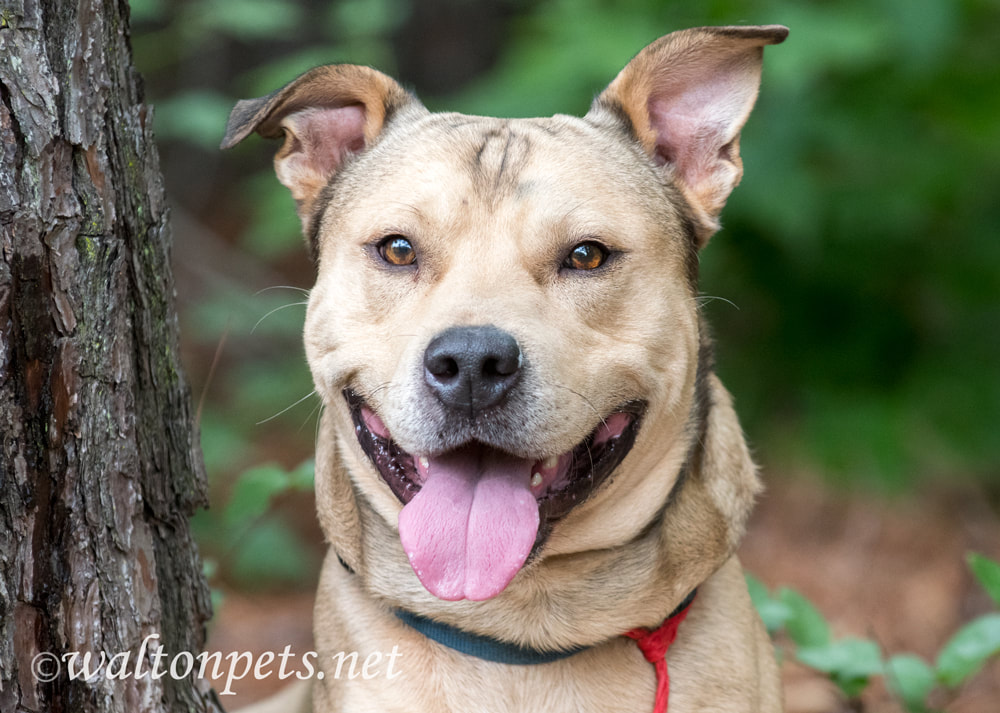 Happy dog with panting tongue Picture