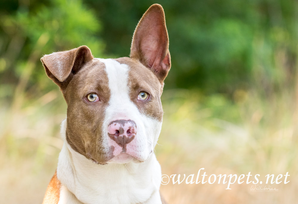 Bulldog mix puppy with one floppy ear outside on leash Picture