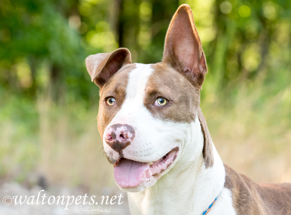 Bulldog mix puppy with one floppy ear outside on leash Picture