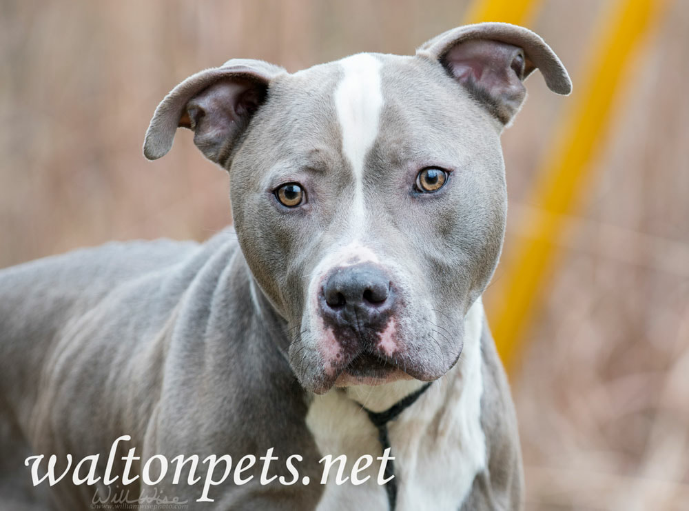 Blue Pitbull Picture