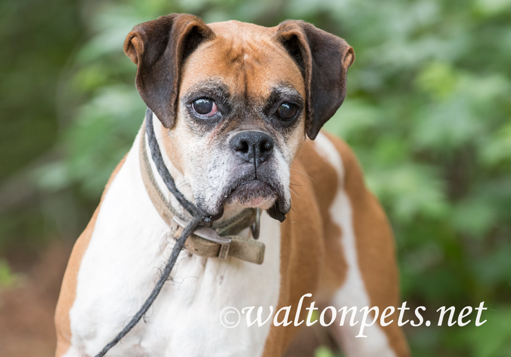 Senior Boxer Dog Rescue Picture