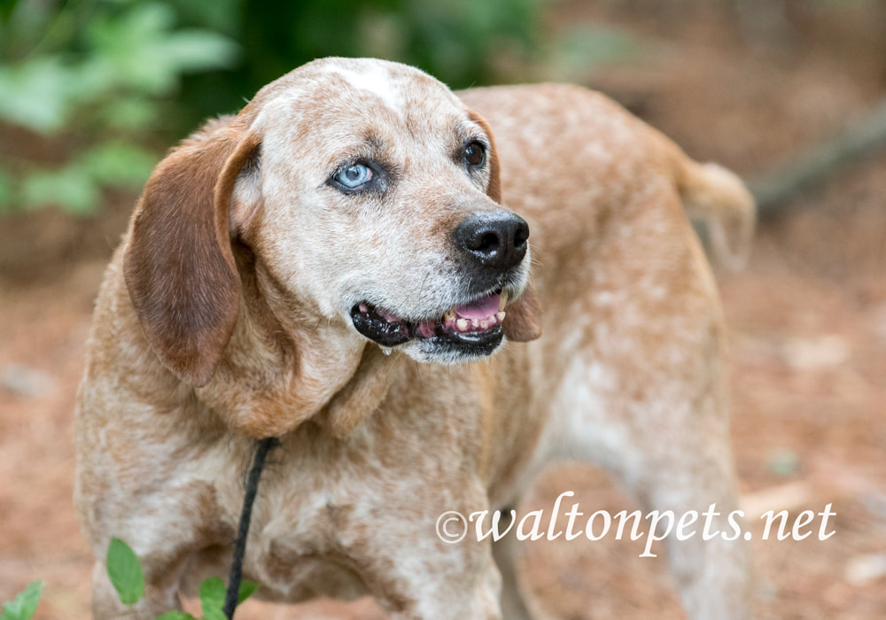 Happy Coonhound Dog Rescue Picture