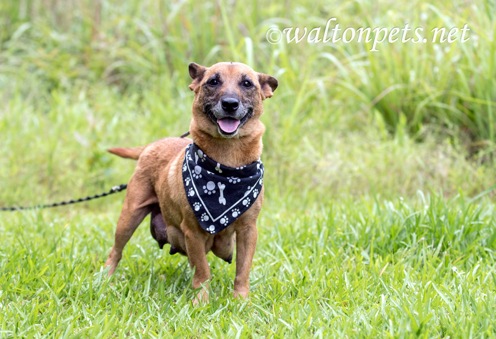 Small mixed breed female dog outside on leash Picture