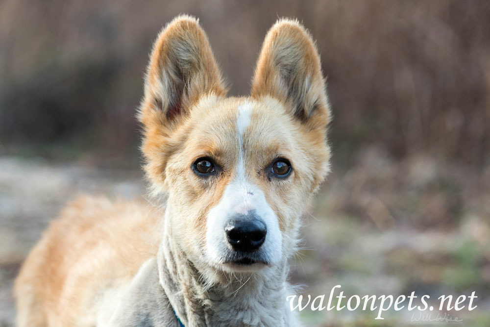 Corgi dog Picture