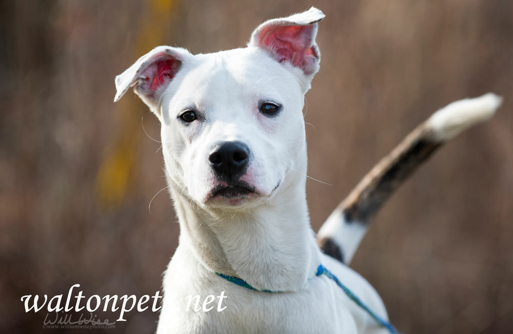 Happy white puppy dog wagging tail Picture