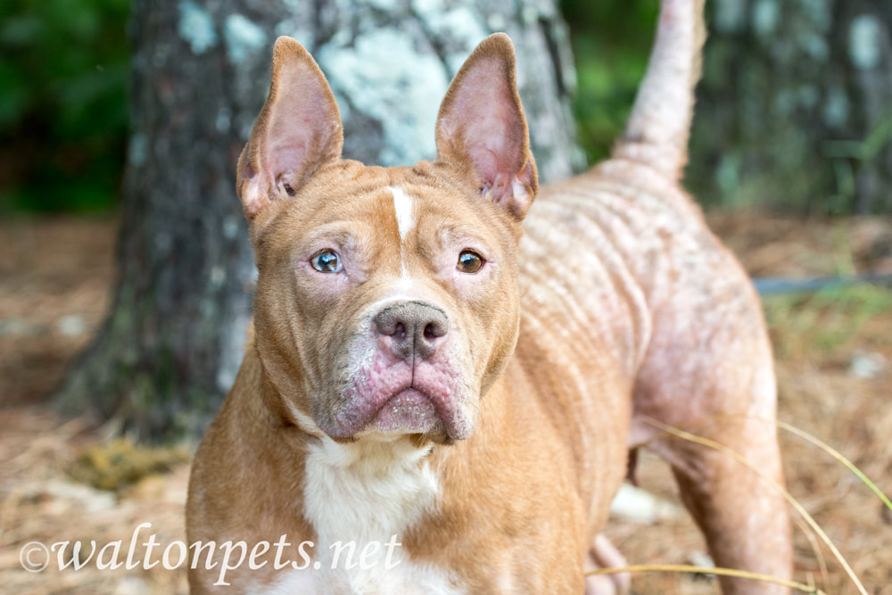 Pitbull Dog Mange Picture