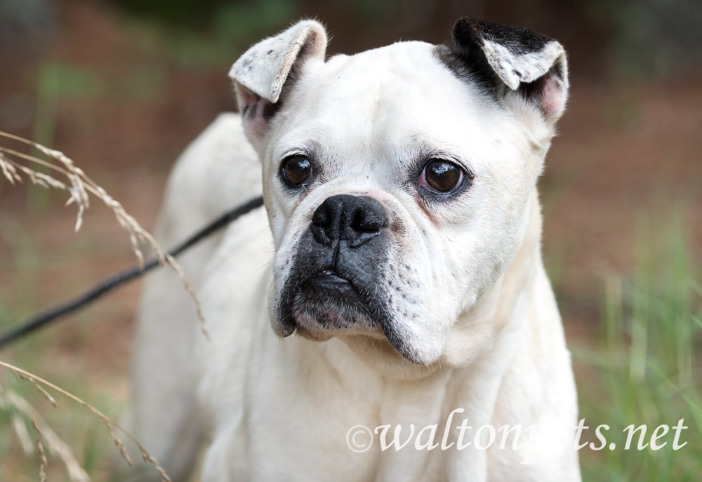 Senior White Boxer Dog Picture