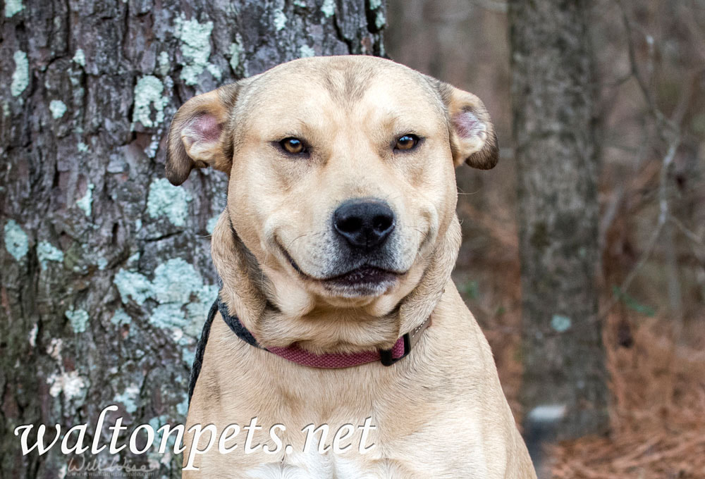 Mastiff Shepherd Bulldog mixed breed dog sitting Picture