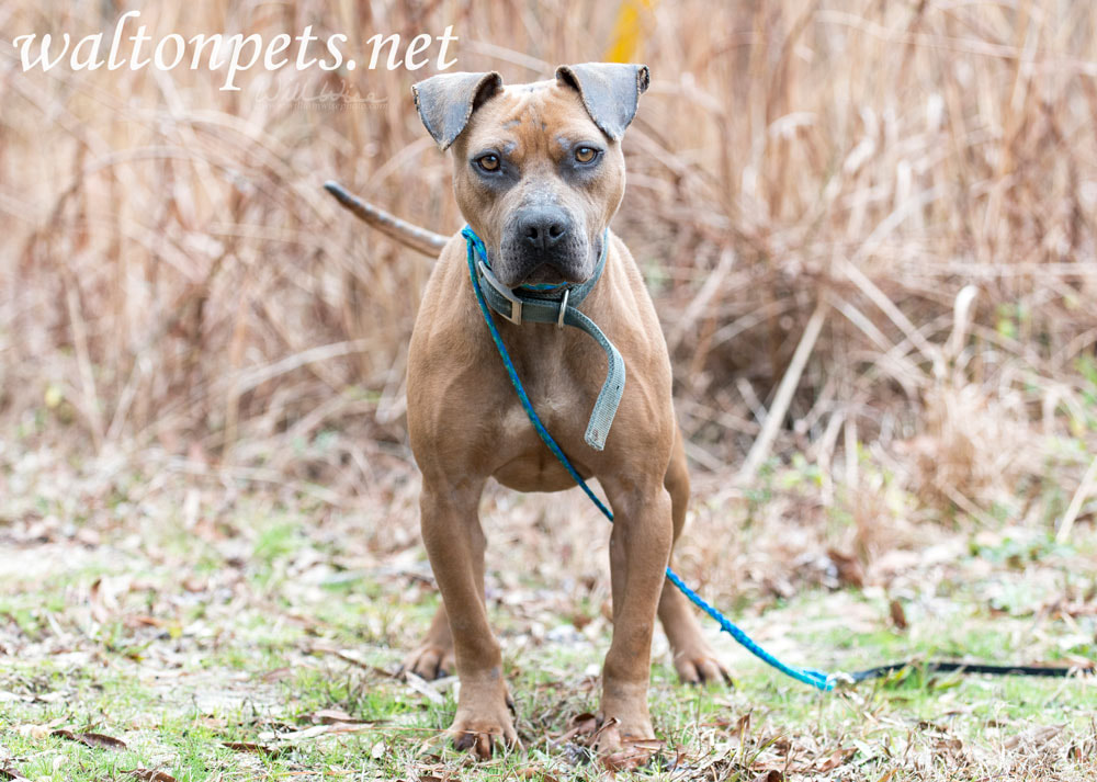 Bulldog outside with blue collar and leash Picture
