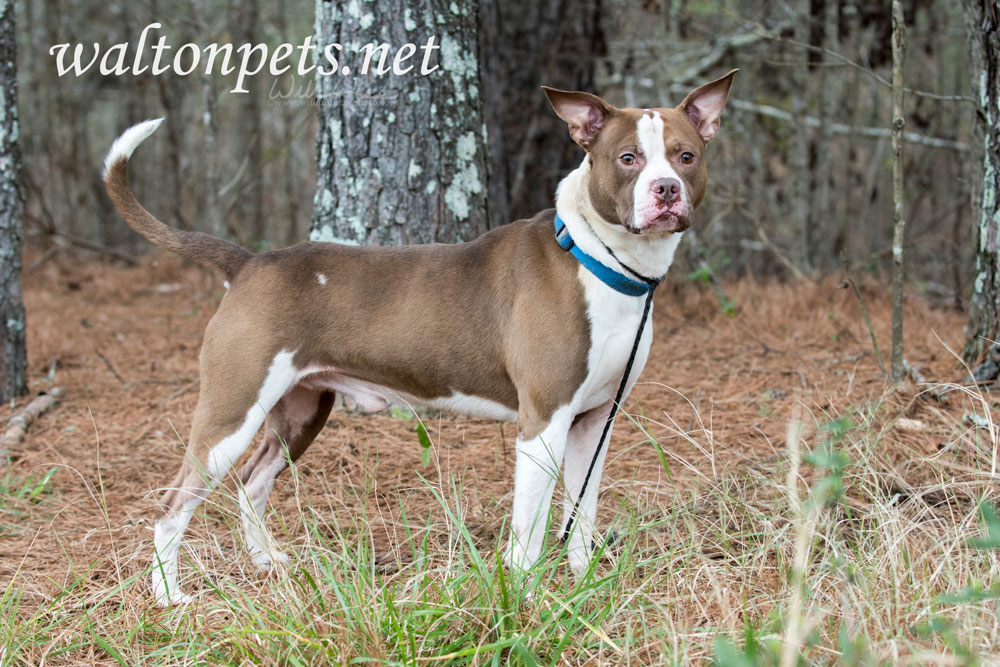 Staffordshire Bull Terrier Pitbull Bulldog mixed breed dog Picture