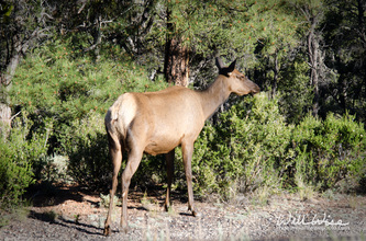 Grand Canyon Elk