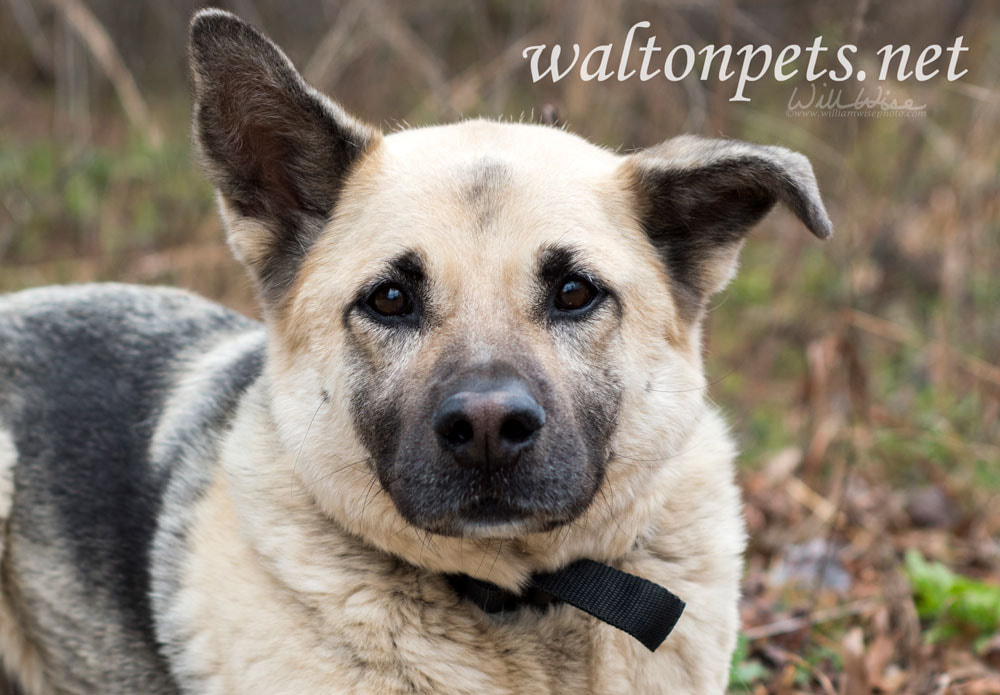 German Shepherd mixed breed dog outside on leash Picture