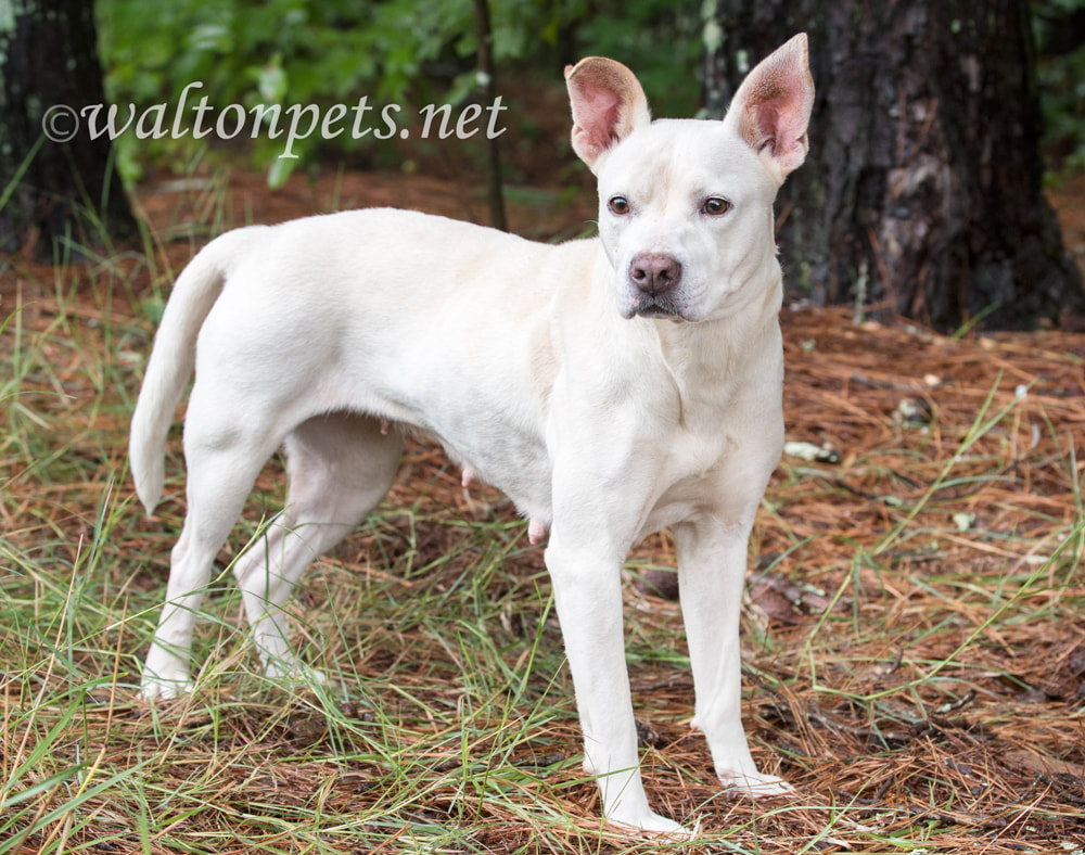 White Pitbull mix dog wagging tail Picture