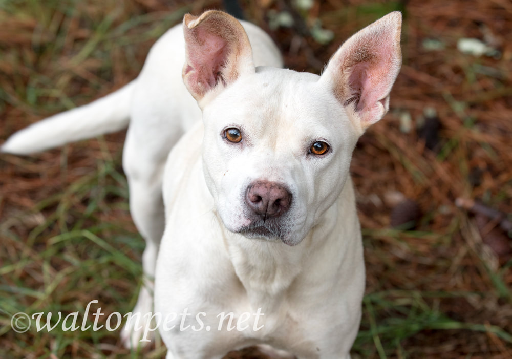 White Pitbull Dog Wagging Tail Picture