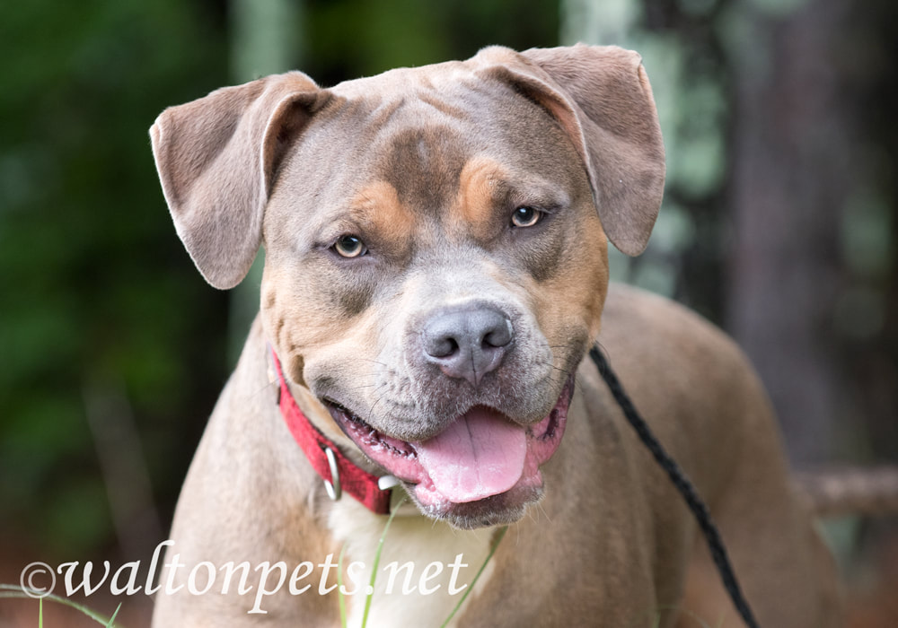 Pitbull and Mastiff mix dog outside with collar and leash Picture