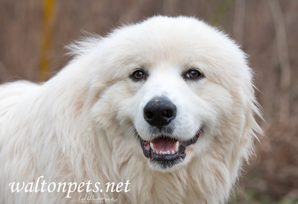 Happy white Great Pyrenees dog Picture