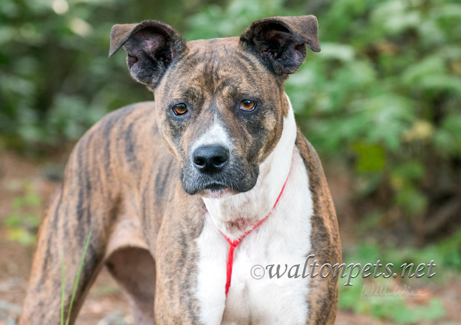 Sad brindle boxer mix dog Picture